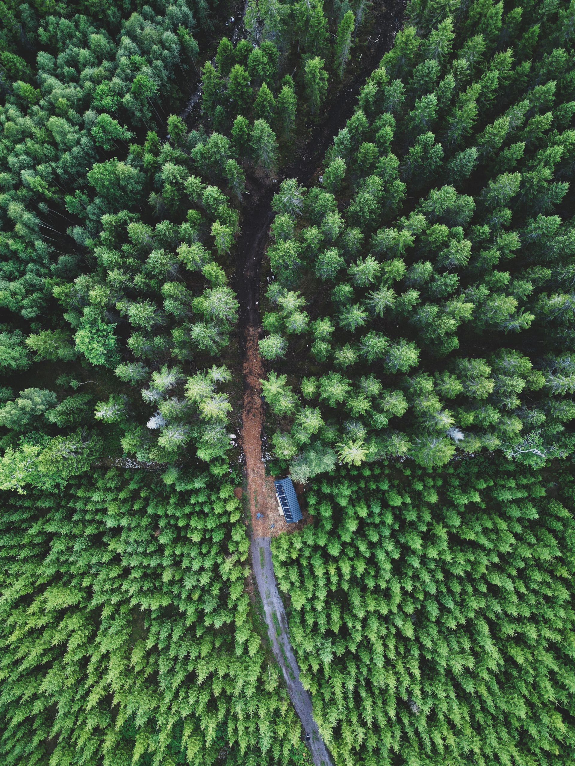 Inforest